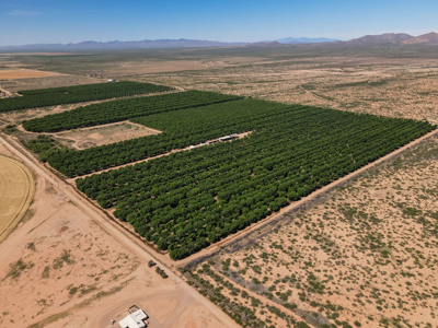 Pecan Orchard For Sale in Arizona - image 3