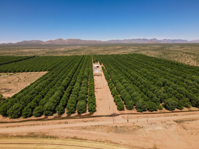 Pecan Orchard For Sale in Arizona - image 1