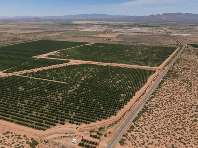 Pecan Orchard For Sale in Arizona - image 4