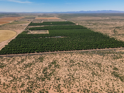 Pecan Orchard For Sale in Arizona - image 29