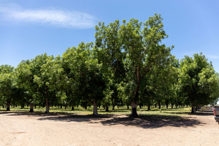 Pecan Orchard For Sale in Arizona - image 2