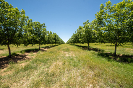Pecan Orchard For Sale in Arizona - image 27