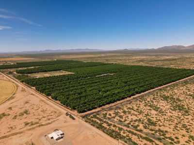 Pecan Orchard For Sale in Arizona - image 28