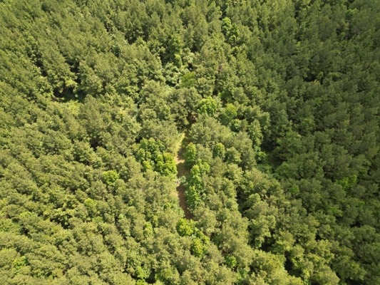 200 acres Franklin County MS Hunting Land Timber Investment