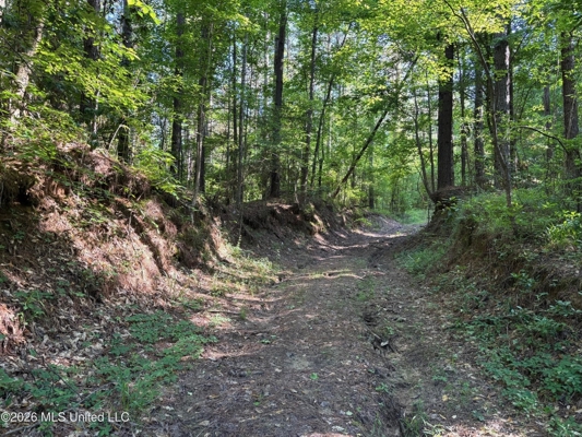 200 acres Franklin County MS Hunting Land Timber Investment