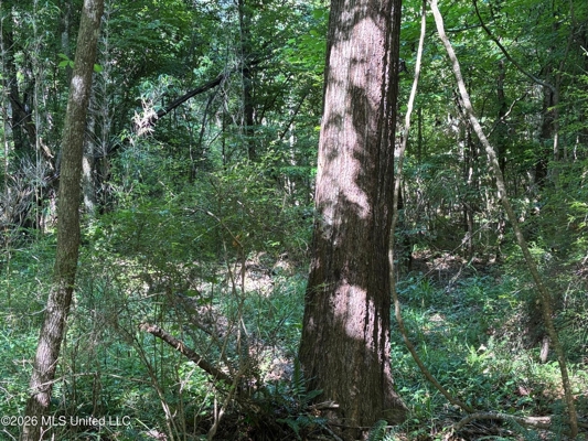 200 acres Franklin County MS Hunting Land Timber Investment