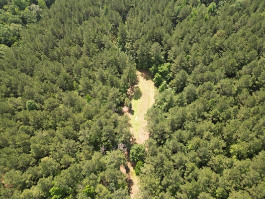 200 acres Franklin County MS Hunting Land Timber Investment