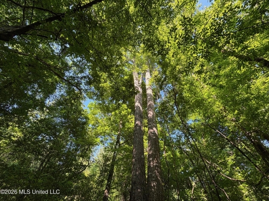 200 acres Franklin County MS Hunting Land Timber Investment