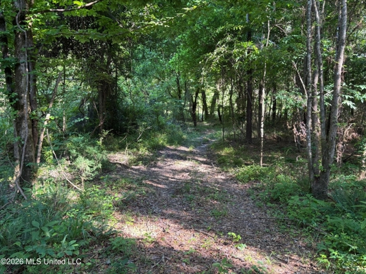 200 acres Franklin County MS Hunting Land Timber Investment