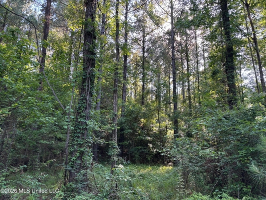 200 acres Franklin County MS Hunting Land Timber Investment
