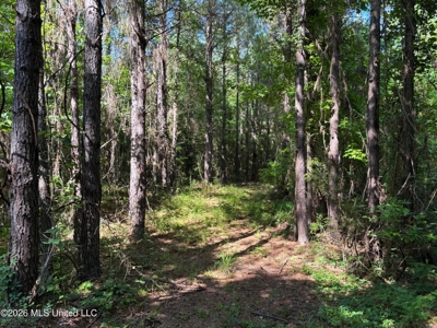 200 acres Franklin County MS Hunting Land Timber Investment - image 7