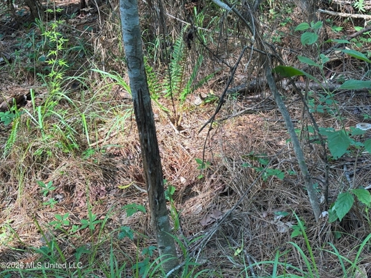 200 acres Franklin County MS Hunting Land Timber Investment