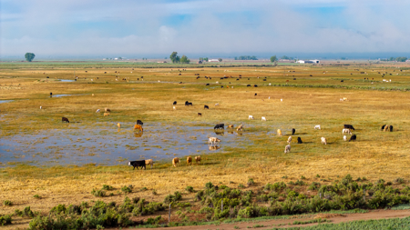 Colorado Alfalfa Farm and Waterfowl Duck Hunting Property - image 13
