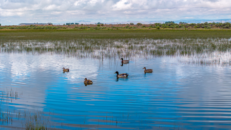 Colorado Alfalfa Farm and Waterfowl Duck Hunting Property - image 22