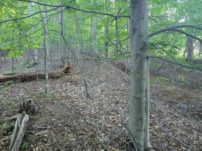 20-Acre Wooded Haven Minutes From Historic Lexington VA - image 5