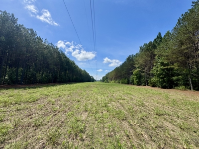 Hunting, Timber & Homesite Land in Dennis, MS - image 5