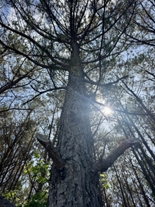 Hunting, Timber & Homesite Land in Dennis, MS - image 6