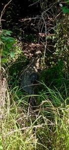 Camp and 61 Acres of Premier Recreational Land Lawrence County MS - image 48