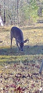 Camp and 61 Acres of Premier Recreational Land Lawrence County MS - image 41