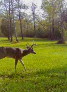 Camp and 61 Acres of Premier Recreational Land Lawrence County MS - image 42