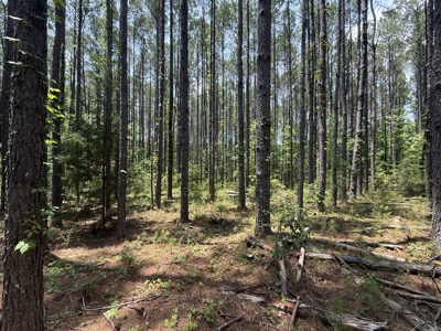 13.9 Acres on Saint Mary Rd, Cottonwood, Alabama. - image 15