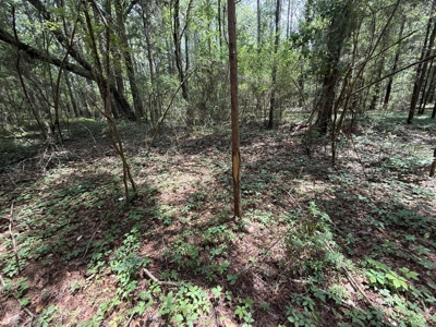 13.9 Acres on Saint Mary Rd, Cottonwood, Alabama. - image 12