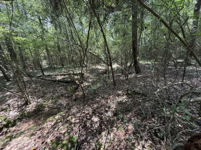 13.9 Acres on Saint Mary Rd, Cottonwood, Alabama. - image 13
