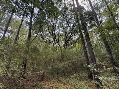 13.9 Acres on Saint Mary Rd, Cottonwood, Alabama. - image 10