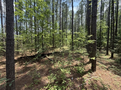 13.9 Acres on Saint Mary Rd, Cottonwood, Alabama. - image 6
