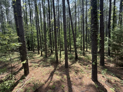 13.9 Acres on Saint Mary Rd, Cottonwood, Alabama. - image 7