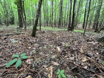 Marietta +/- 8.3 acre Potential Country Homesite - image 20