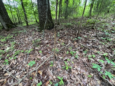 Marietta +/- 8.3 acre Potential Country Homesite - image 13