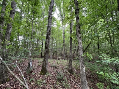 Marietta +/- 8.3 acre Potential Country Homesite - image 19