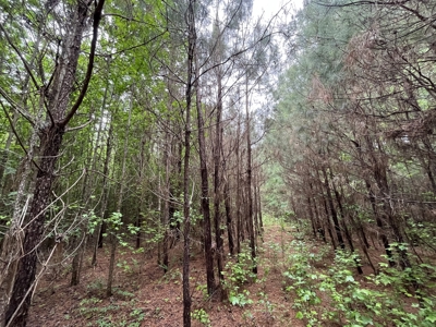 Marietta +/- 8.3 acre Potential Country Homesite - image 2