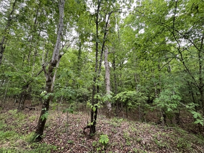 Marietta +/- 8.3 acre Potential Country Homesite - image 17