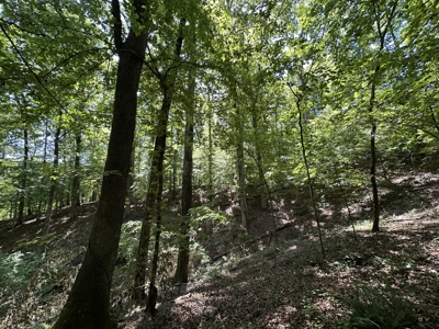 Benton Residential Land for Sale! - image 5