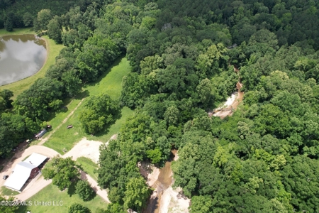 44 Acre Hunting Land in Wilkinson County, MS - image 3