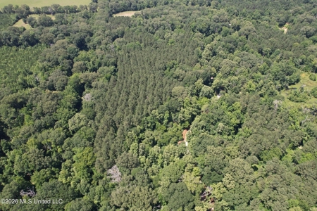 44 Acre Hunting Land in Wilkinson County, MS - image 16