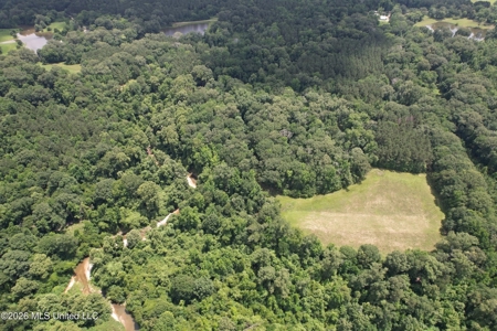 44 Acre Hunting Land in Wilkinson County, MS - image 10