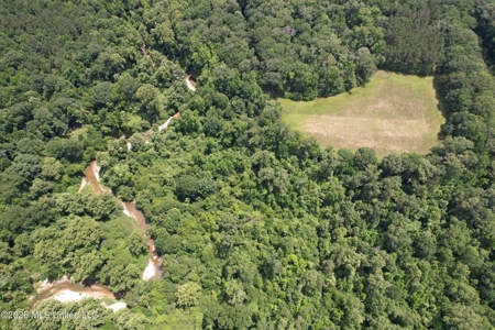 44 Acre Hunting Land in Wilkinson County, MS - image 11