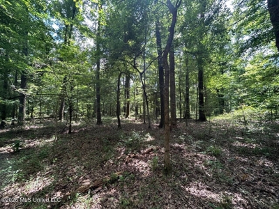 44 Acre Hunting Land in Wilkinson County, MS - image 25