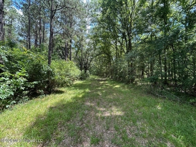 44 Acre Hunting Land in Wilkinson County, MS - image 24