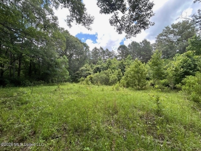 44 Acre Hunting Land in Wilkinson County, MS - image 22