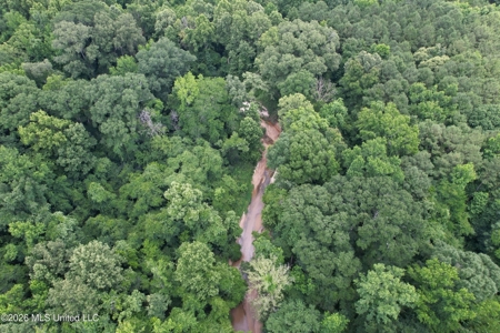 44 Acre Hunting Land in Wilkinson County, MS - image 9