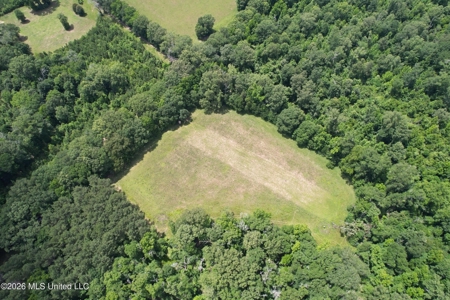 44 Acre Hunting Land in Wilkinson County, MS - image 12