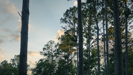 27.5 Acres Pineywoods Ranch and Homestead Near Arp Texas - image 11