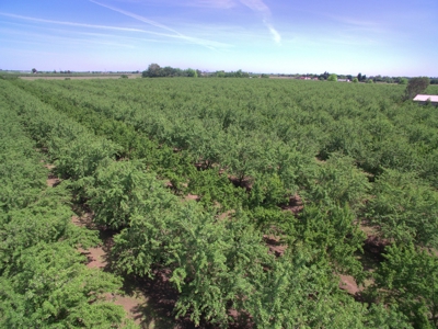 Solano County, Dixon, CA Acreage & Home for Sale - image 3