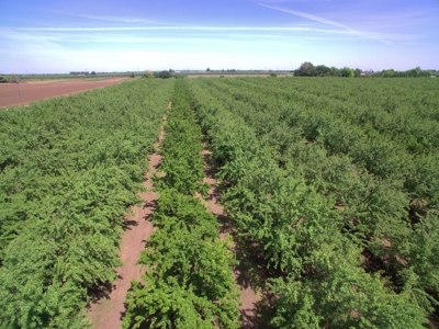 Solano County, Dixon, CA Acreage & Home for Sale - image 50