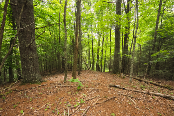 Land for Sale in Indian Valley VA