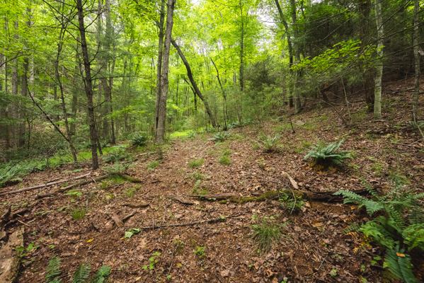 Land for Sale in Indian Valley VA
